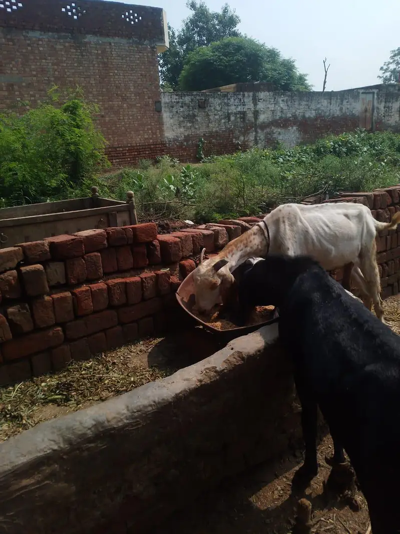 Bakri desi nasal — photo 5