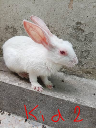 red eye rabbit with 4 kids