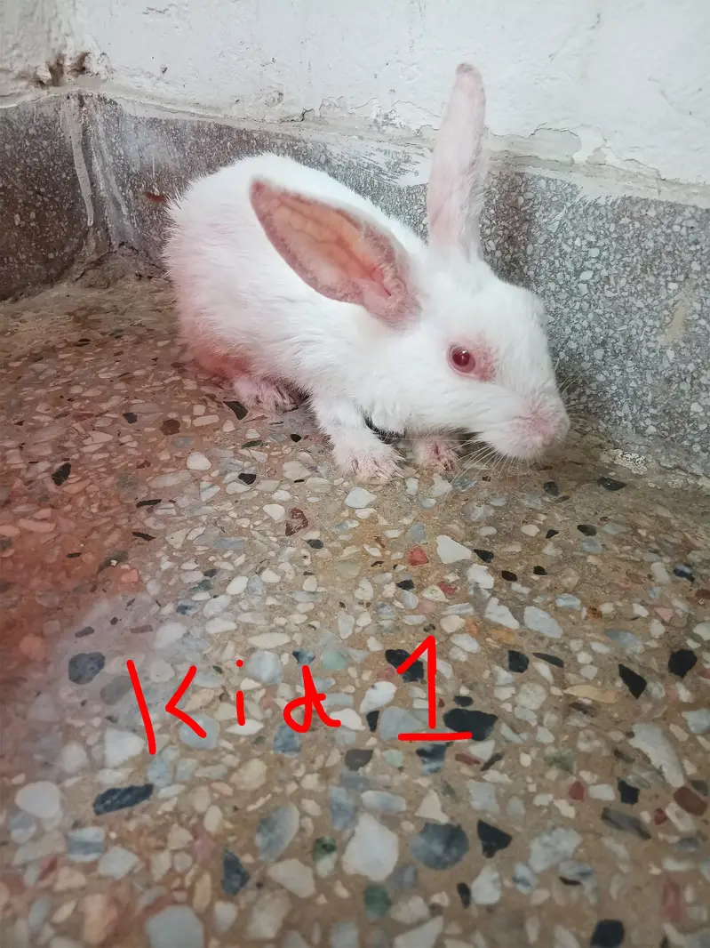 red eye rabbit with 4 kids — photo 2