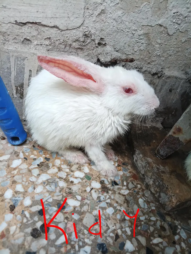 red eye rabbit with 4 kids — photo 3