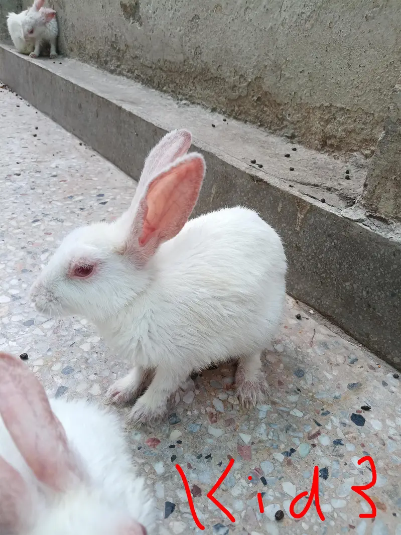 red eye rabbit with 4 kids — photo 4