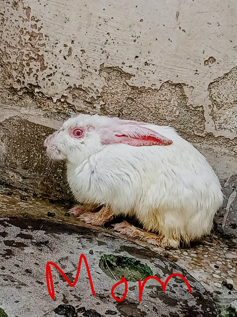 red eye rabbit with 4 kids — photo 5