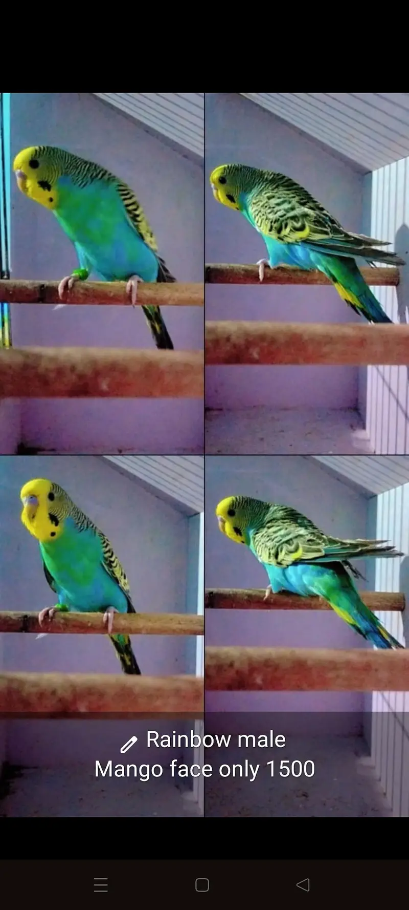 Spangle Rainbow /Black wing  Female — photo 2