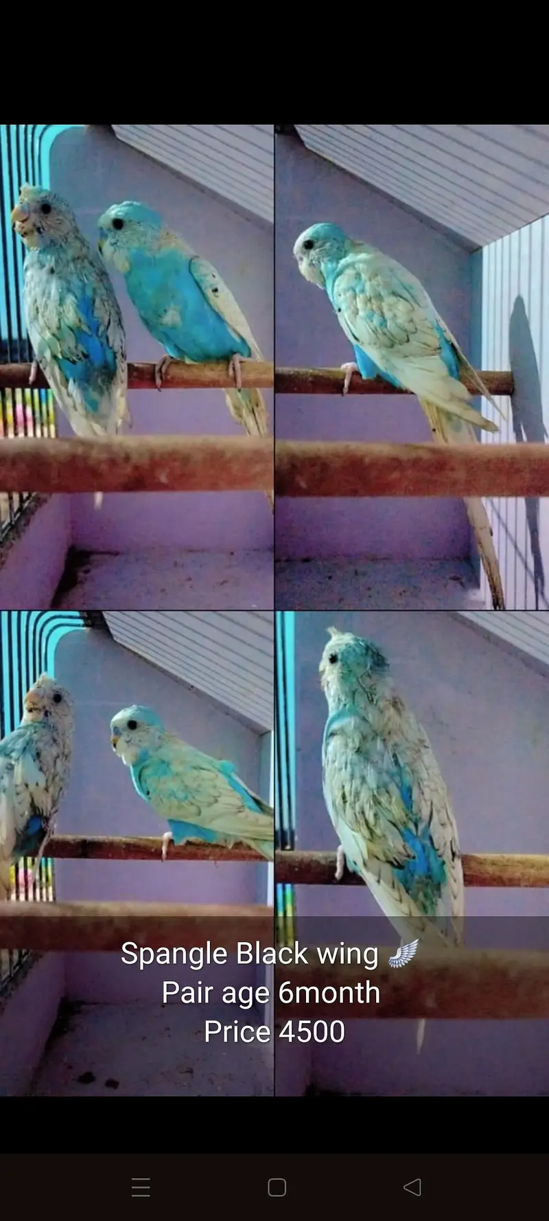 Spangle Rainbow /Black wing  Female — photo 3