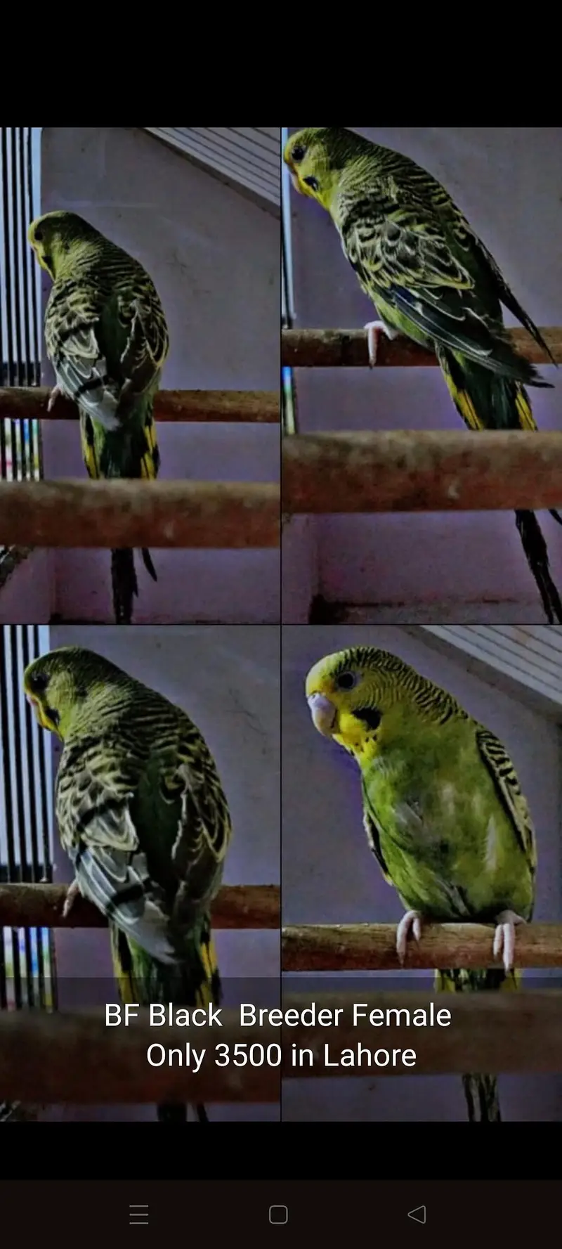 Spangle Rainbow /Black wing  Female — photo 4
