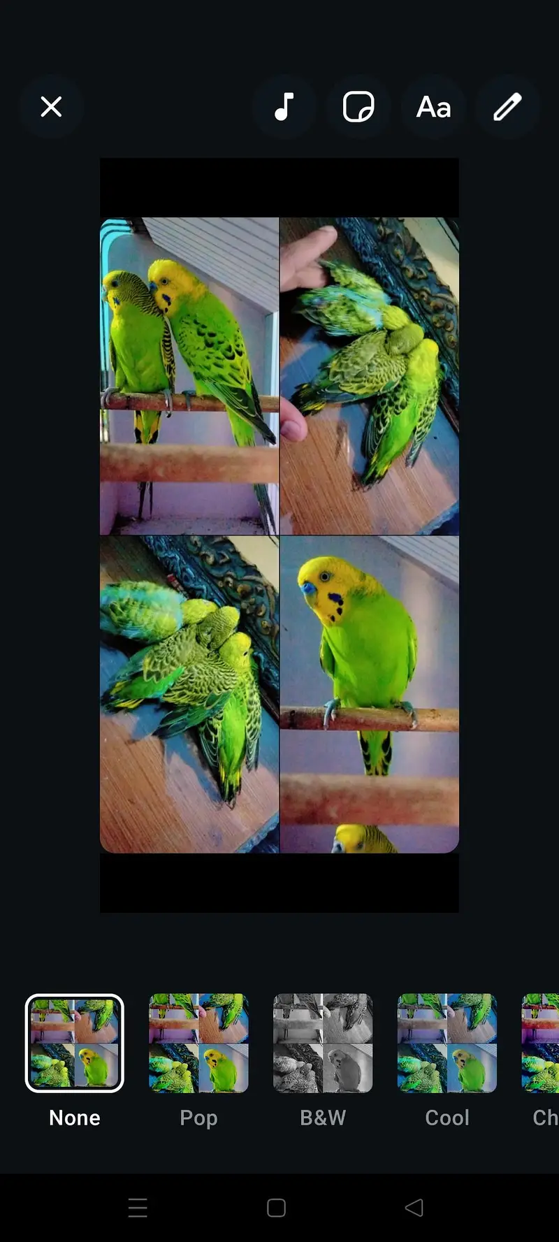 Spangle Rainbow /Black wing  Female — photo 5