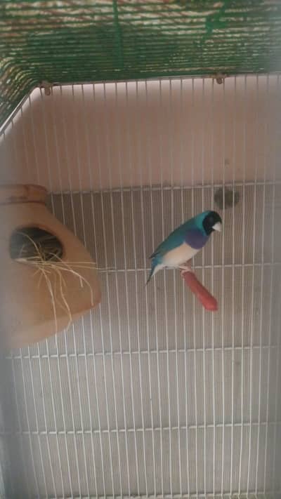 blue goldian male available
