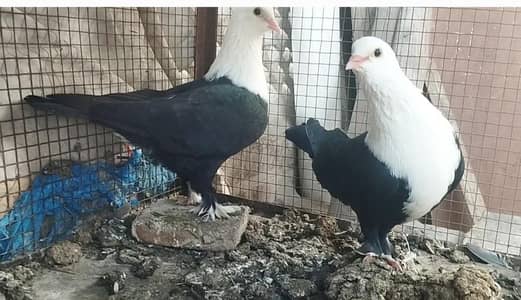 Black karbalai pair