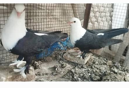 Black karbalai pair