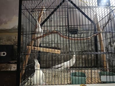 im selling Pair of enu red eyes breeder pair