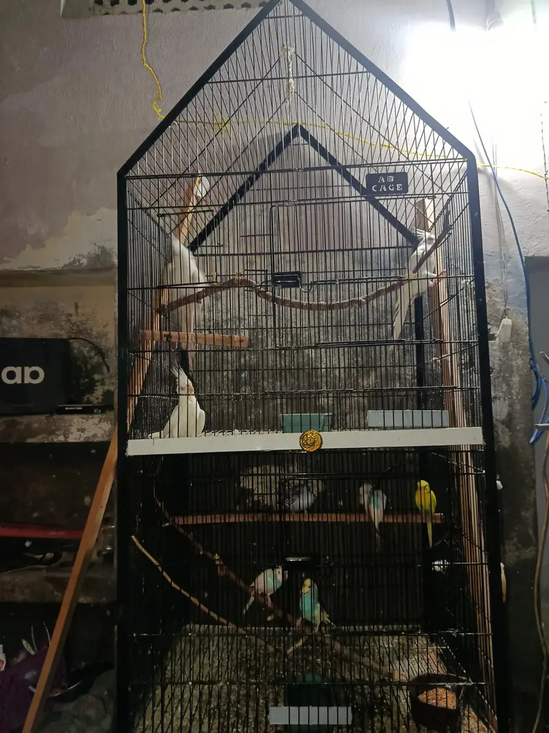 im selling Pair of enu red eyes breeder pair — photo 2