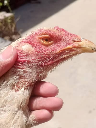 aseel female for sale whatsapp 03084461955