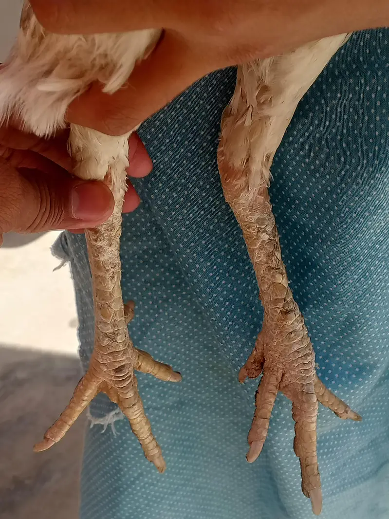 aseel female for sale whatsapp 03084461955 — photo 3