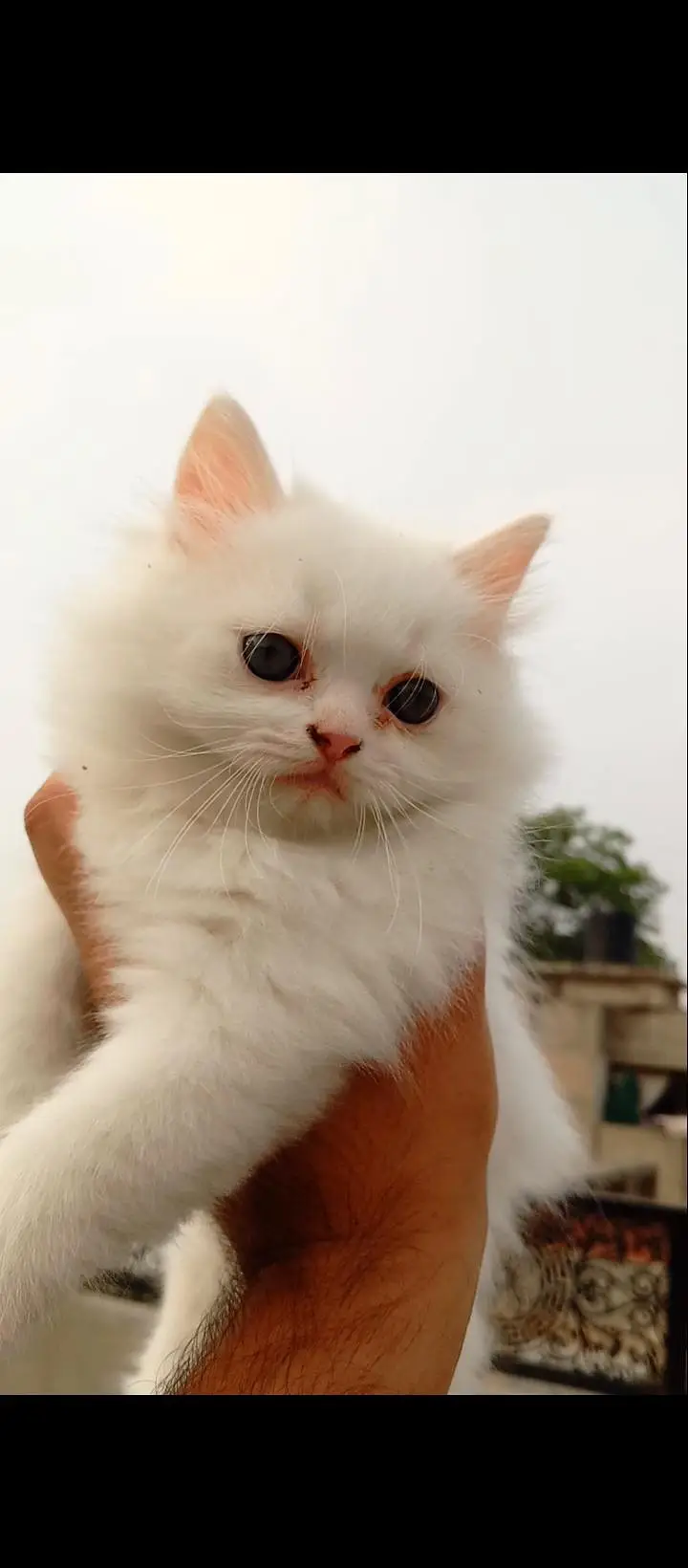 healthy active kittens pair price 40k top quality long cot — photo 3