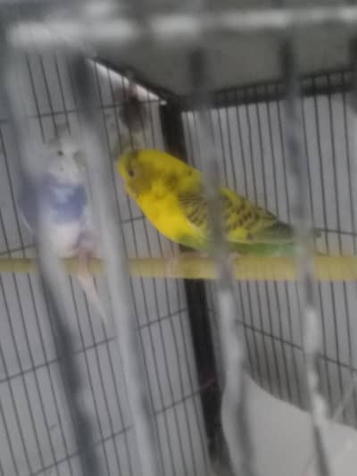 breader pair