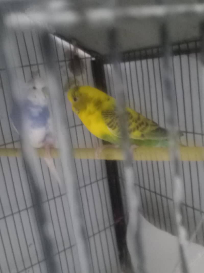 breader pair 0