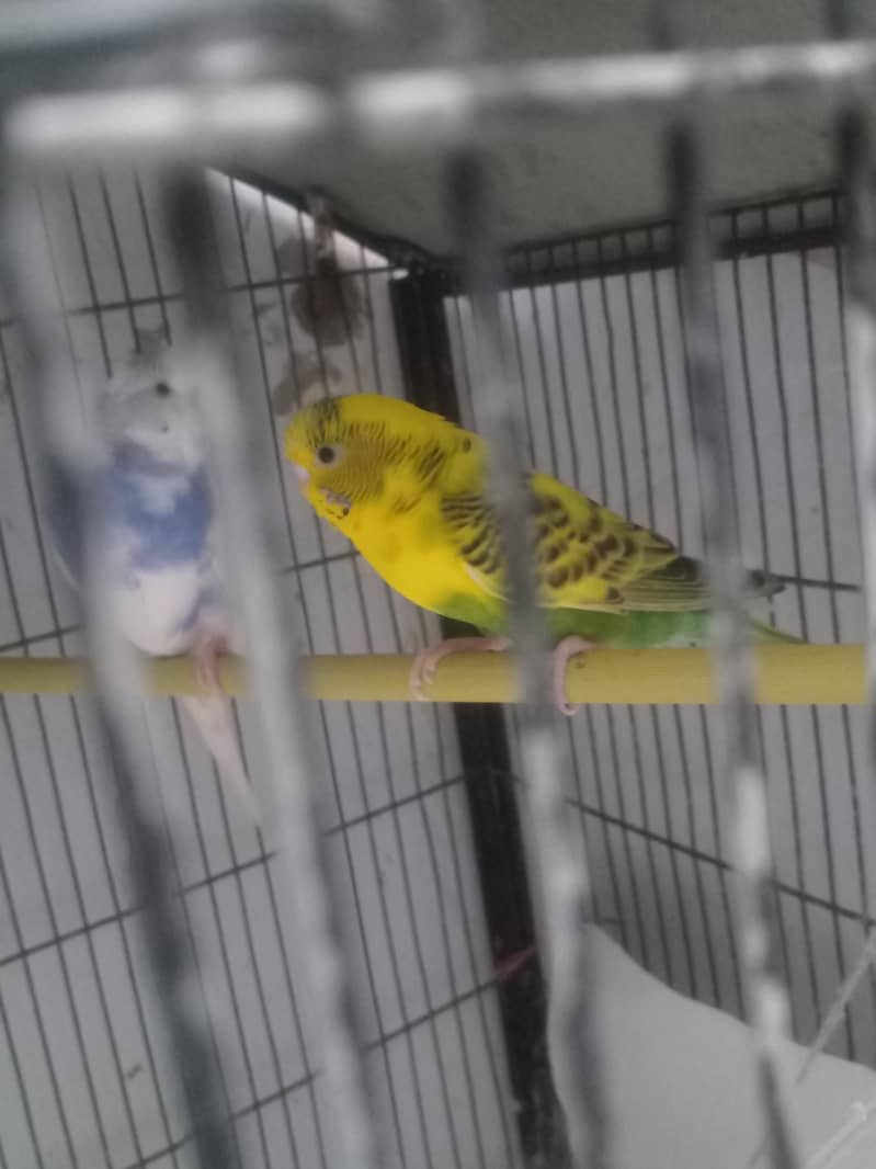 breader pair 1