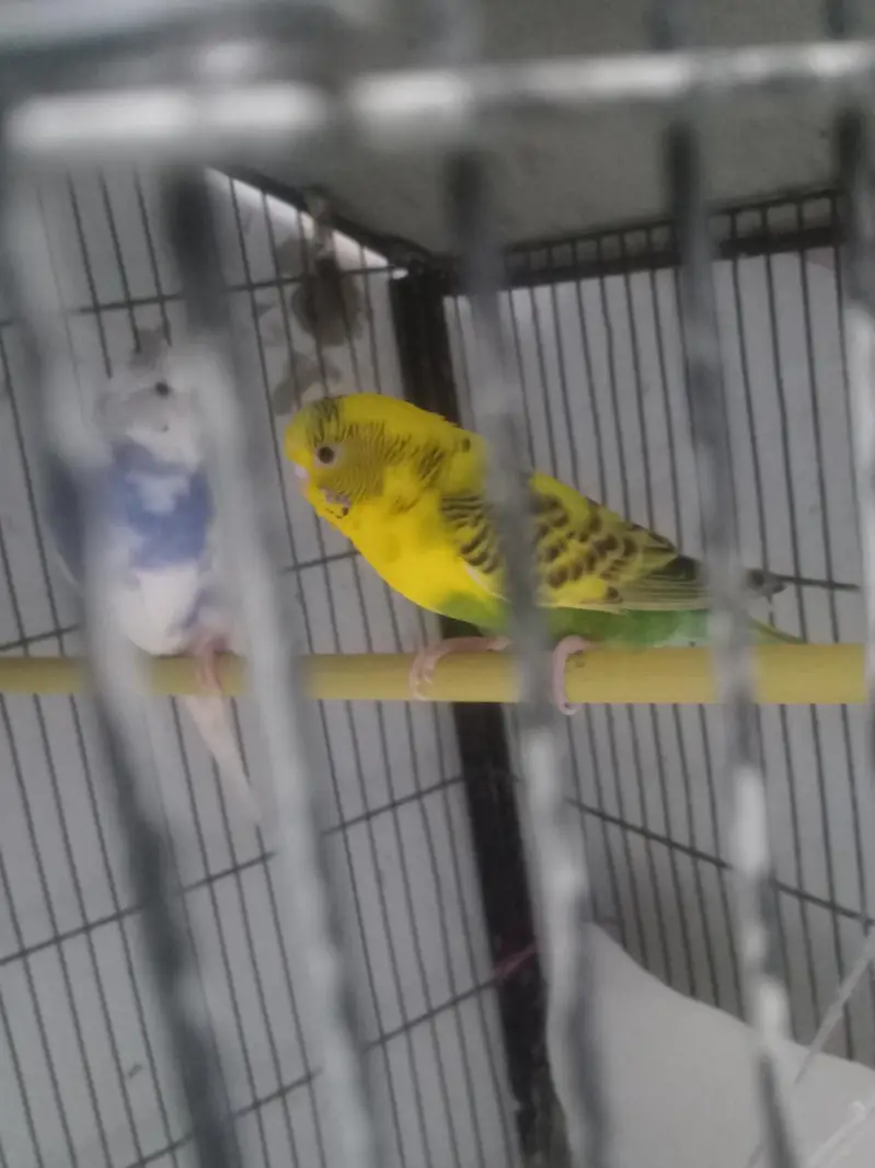 breader pair — photo 2