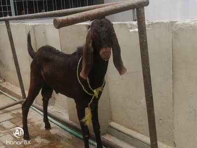 Desi bakra/desi breader/2027 Qurbani /bakra for sale