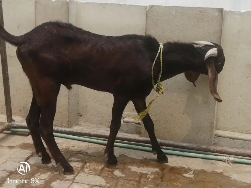 Desi bakra/desi breader/2027 Qurbani /bakra for sale — photo 2