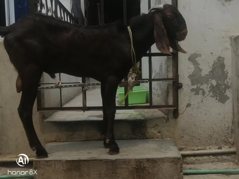 Desi bakra/desi breader/2027 Qurbani /bakra for sale — photo 3