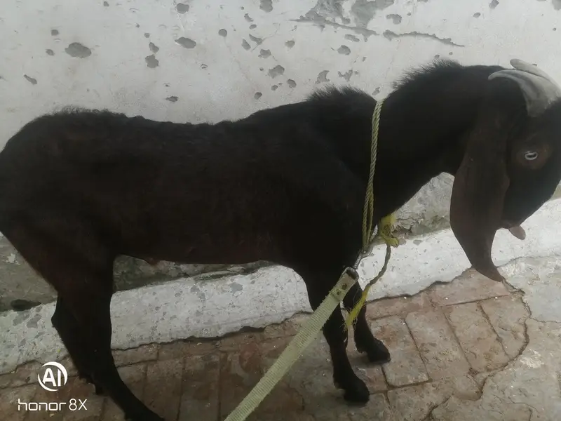 Desi bakra/desi breader/2027 Qurbani /bakra for sale — photo 4