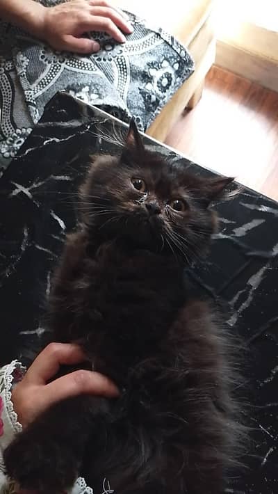 Persian cat