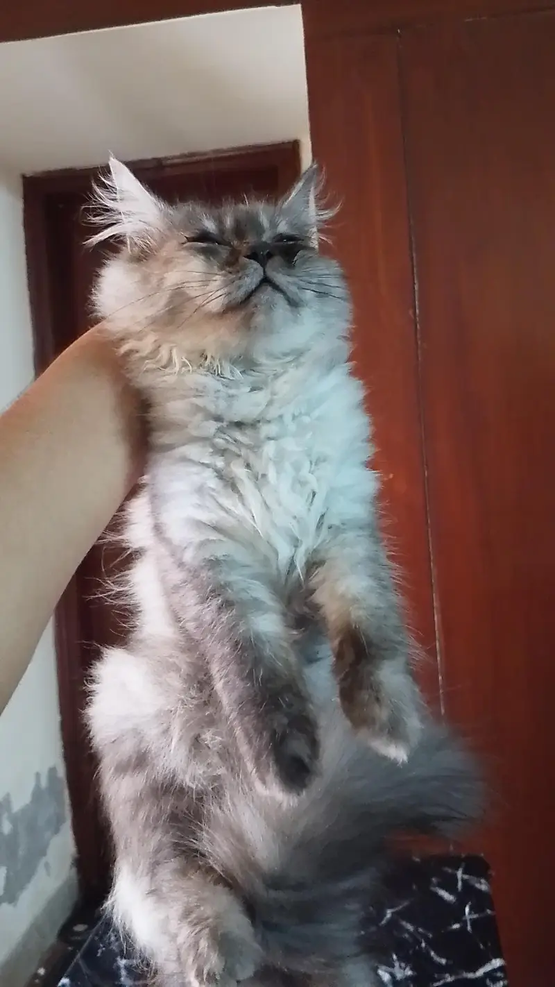 Persian cat — photo 3