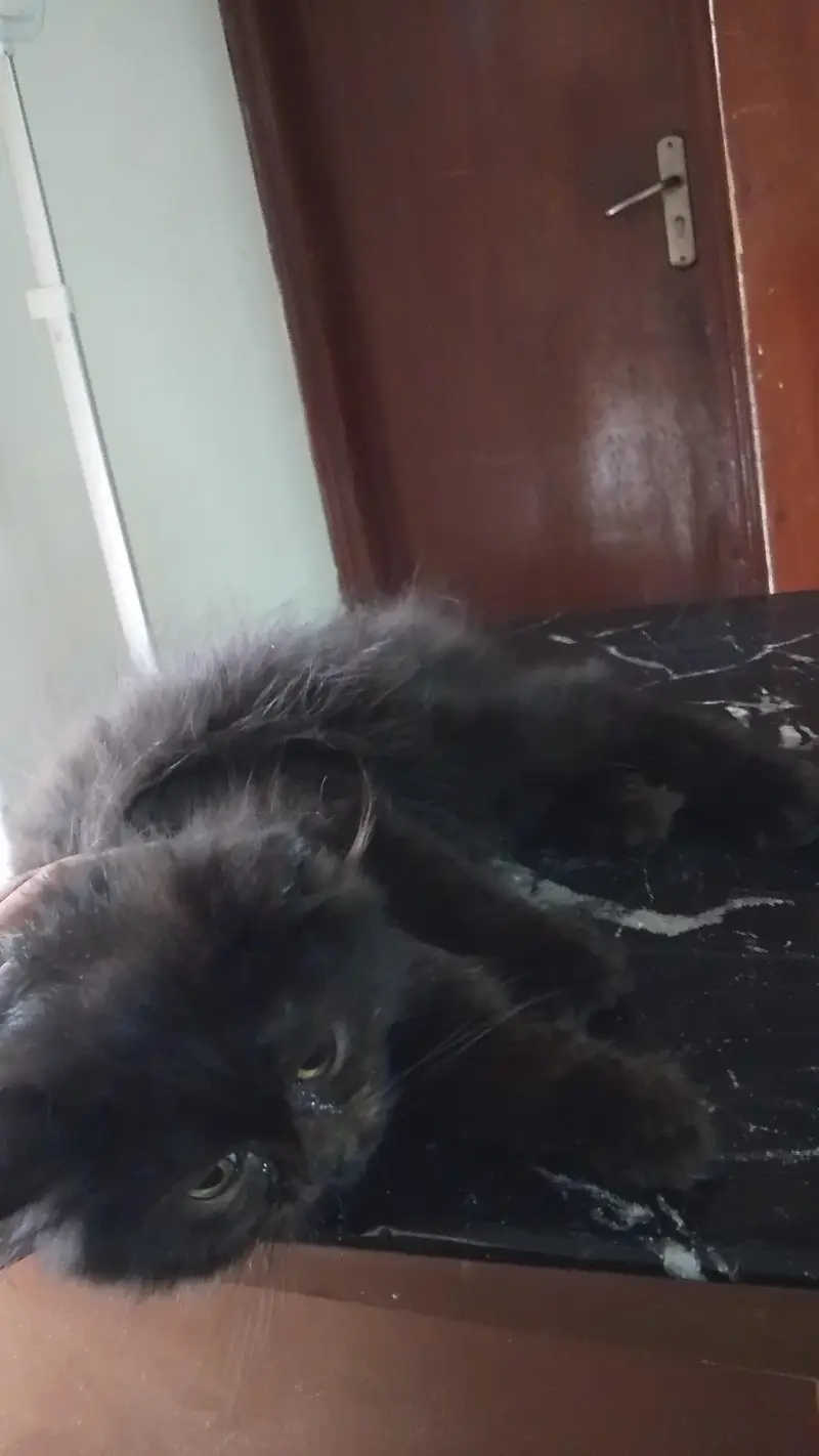 Persian cat — photo 2