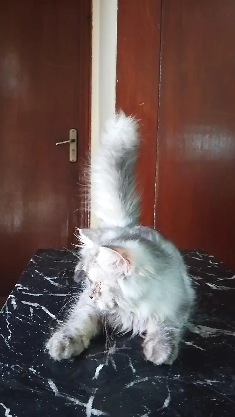Persian cat — photo 4
