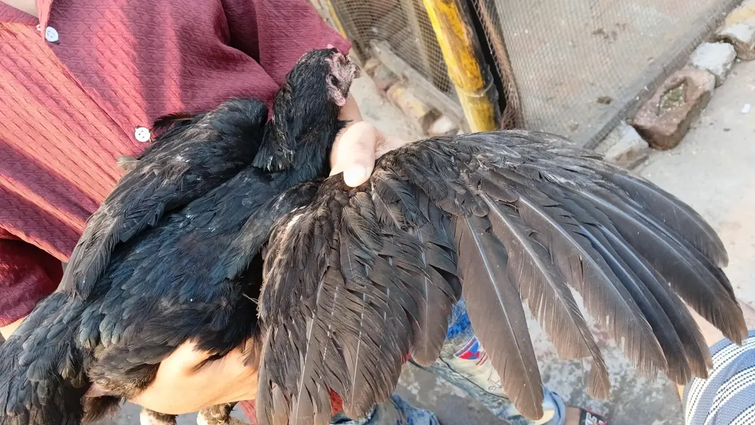 Aseel murgi pakistani  long hight high gualtity bnd gadi 03295365801 — photo 4
