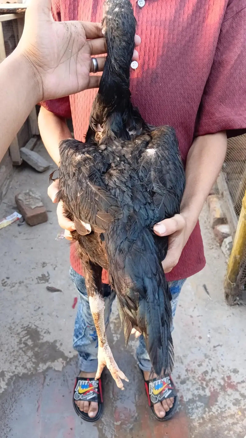 Aseel murgi pakistani  long hight high gualtity bnd gadi 03295365801 — photo 6