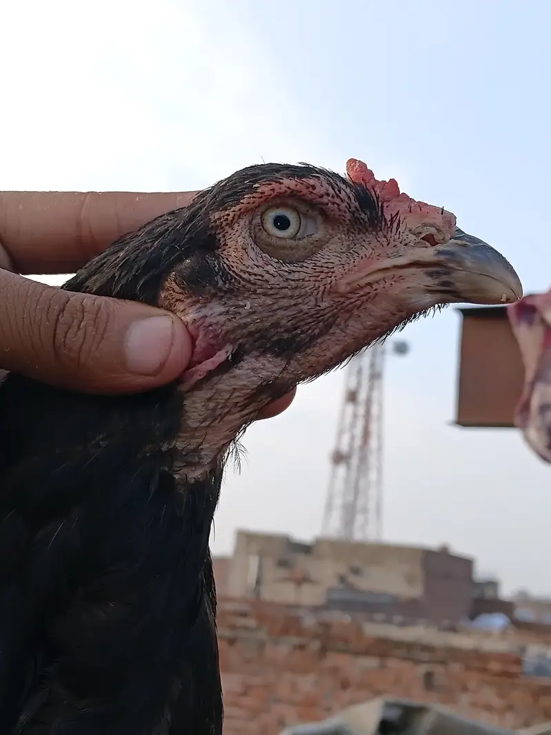 Aseel murgi pakistani  long hight high gualtity bnd gadi 03295365801 — photo 7