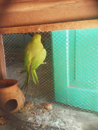 Parrot  for sale