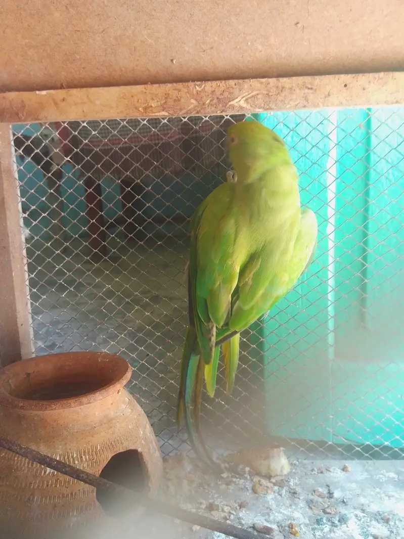 Parrot  for sale — photo 2