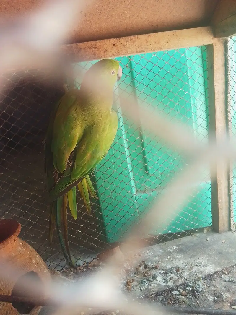 Parrot  for sale — photo 3