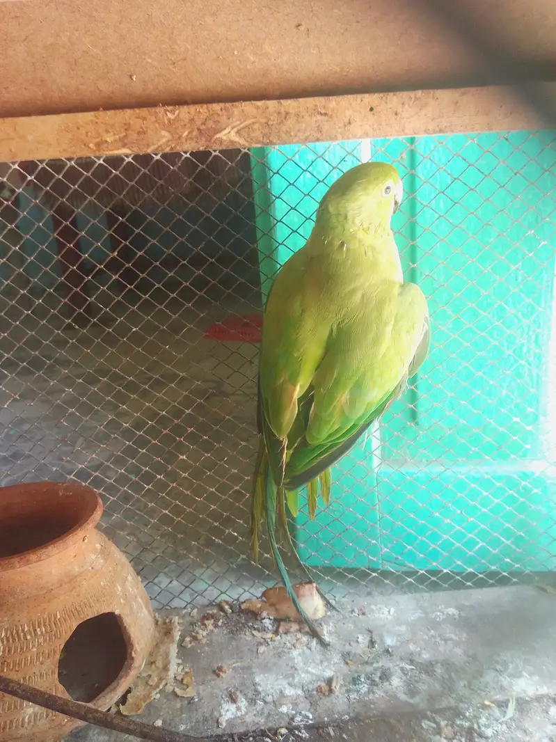 Parrot  for sale — photo 4
