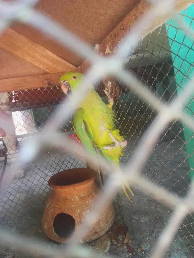 Parrot  for sale — photo 5