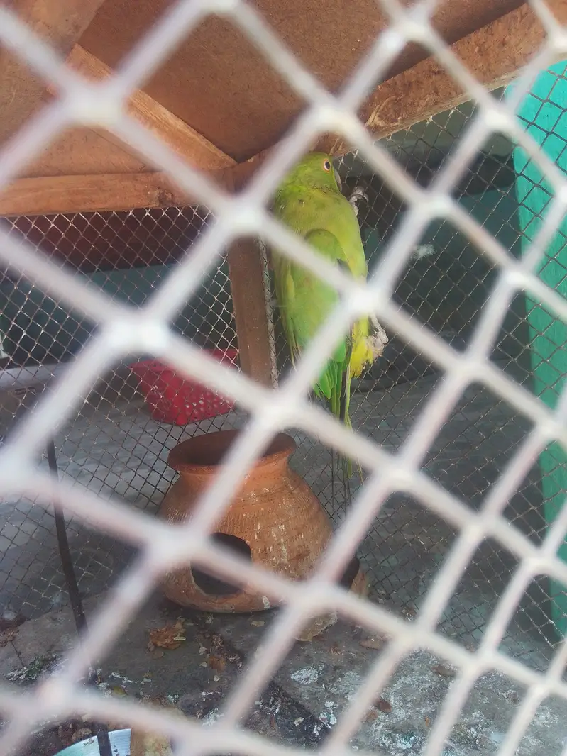 Parrot  for sale — photo 6