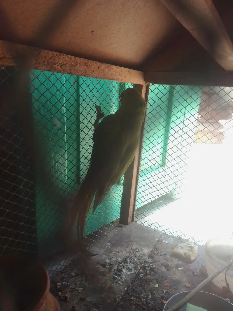 Parrot  for sale — photo 7