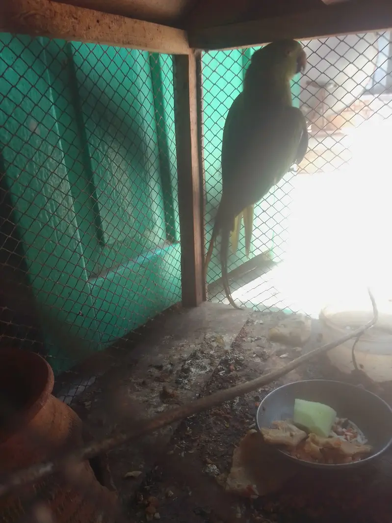 Parrot  for sale — photo 8