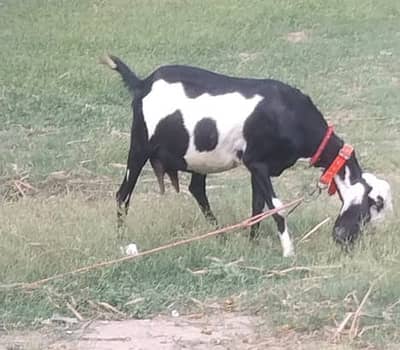 4 Months Pregnant Goat