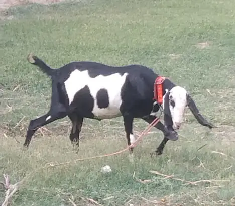 4 Months Pregnant Goat — photo 2
