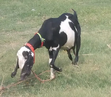 4 Months Pregnant Goat — photo 3