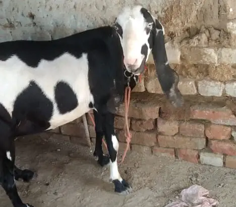 4 Months Pregnant Goat — photo 4