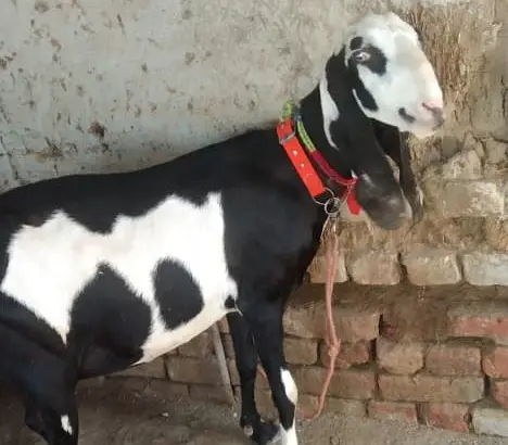 4 Months Pregnant Goat — photo 5