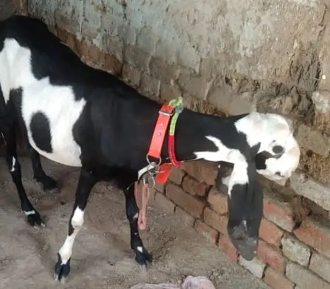 4 Months Pregnant Goat — photo 6