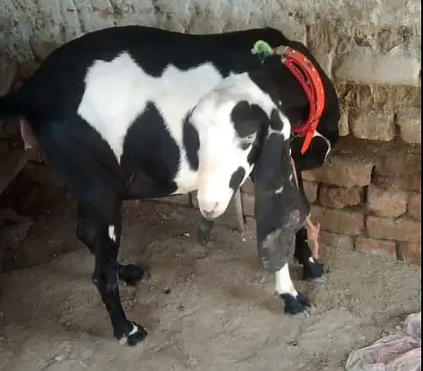 4 Months Pregnant Goat — photo 7