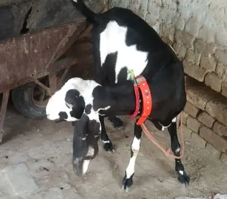 4 Months Pregnant Goat — photo 8