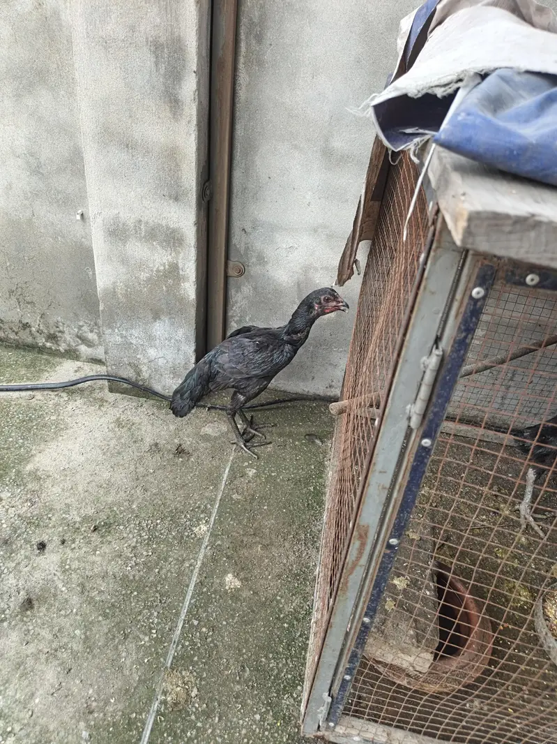 thai aseel — photo 2